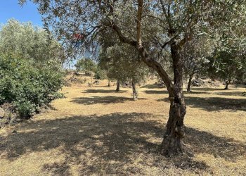 Giardino - Terreno agricolo Via Ficarelli
 
snc, Misterbianco - foto 17