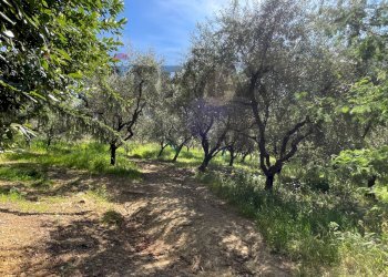terreno - Rustic Via Neno
16, Vinci - photo 30