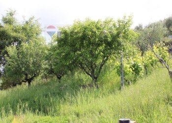 terreno - Semi-detached house Via Sanminiatese
121, Castelfiorentino - photo 17