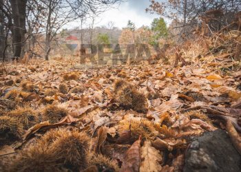 Non correlato - Terreno agricolo Contrada Mirio
sn, Biancavilla - foto 15