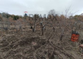 Giardino - Terreno agricolo Contrada Mirio
sn, Biancavilla - foto 46