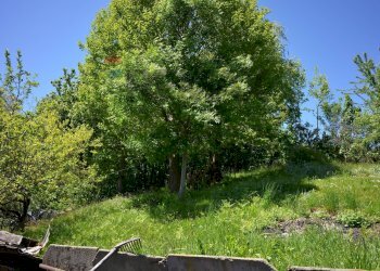 Giardino - Casa semi indipendente Giaveno - foto 28