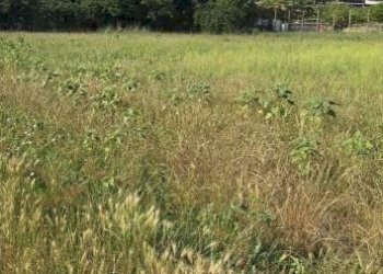 Agricultural land via Fiumarello, Nocera Superiore - photo 1