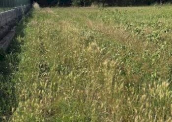 Agricultural land via Fiumarello, Nocera Superiore - photo 2
