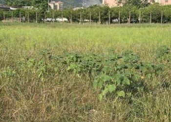 Agricultural land via Fiumarello, Nocera Superiore - photo 4