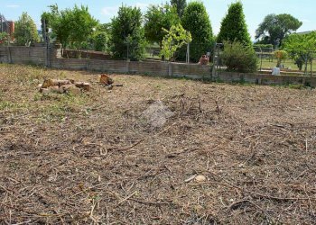 Terreno edificabile V. Ausa Vecchia, Forlimpopoli - foto 20