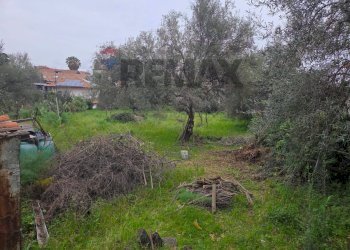 Giardino - Agricultural land Via Pompeo Vecchio
snc, Mascalucia - photo 6