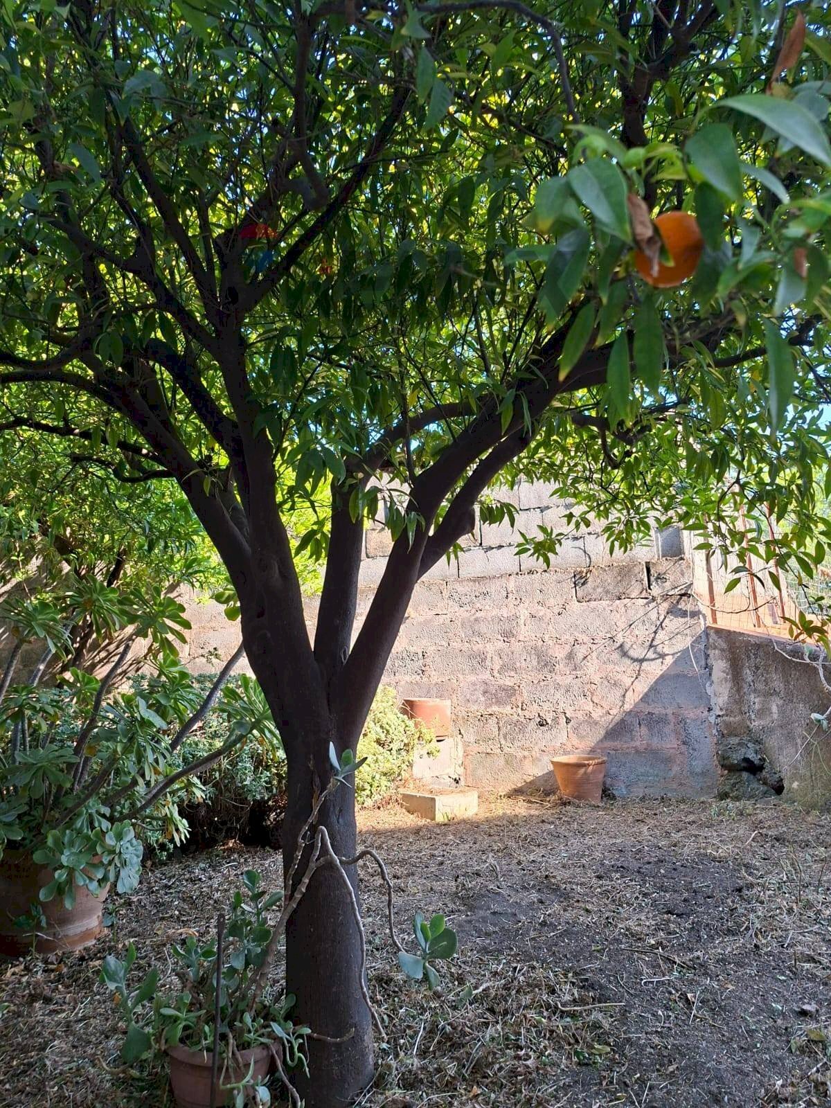 Giardino - Casa indipendente Via Vittorio Emanuele III
302, Belpasso - foto 3