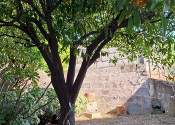 Giardino - Casa indipendente Via Vittorio Emanuele III
 
302, Belpasso - foto 3