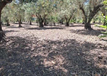 Giardino - Agricultural land contrada Contura, Castiglione di Sicilia - photo 8