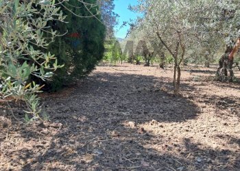 Giardino - Agricultural land contrada Contura, Castiglione di Sicilia - photo 32