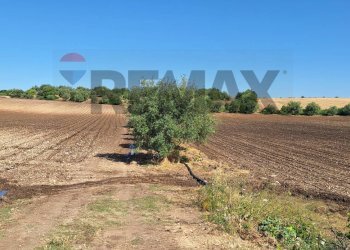 Giardino - Terreno agricolo Contrada Benuini
 
snc, Noto - foto 2