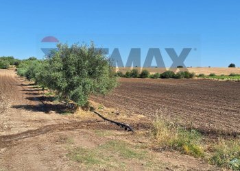 Giardino - Terreno agricolo Contrada Benuini
 
snc, Noto - foto 3