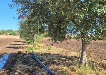 Giardino - Terreno agricolo Contrada Benuini
 
snc, Noto - foto 9