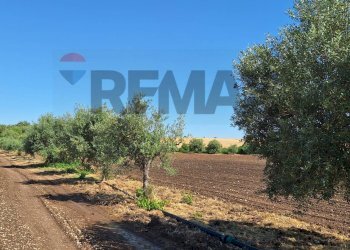Giardino - Terreno agricolo Contrada Benuini
 
snc, Noto - foto 10
