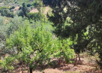 Giardino - Villa contrada balistreri
 
19, Misilmeri - photo 2