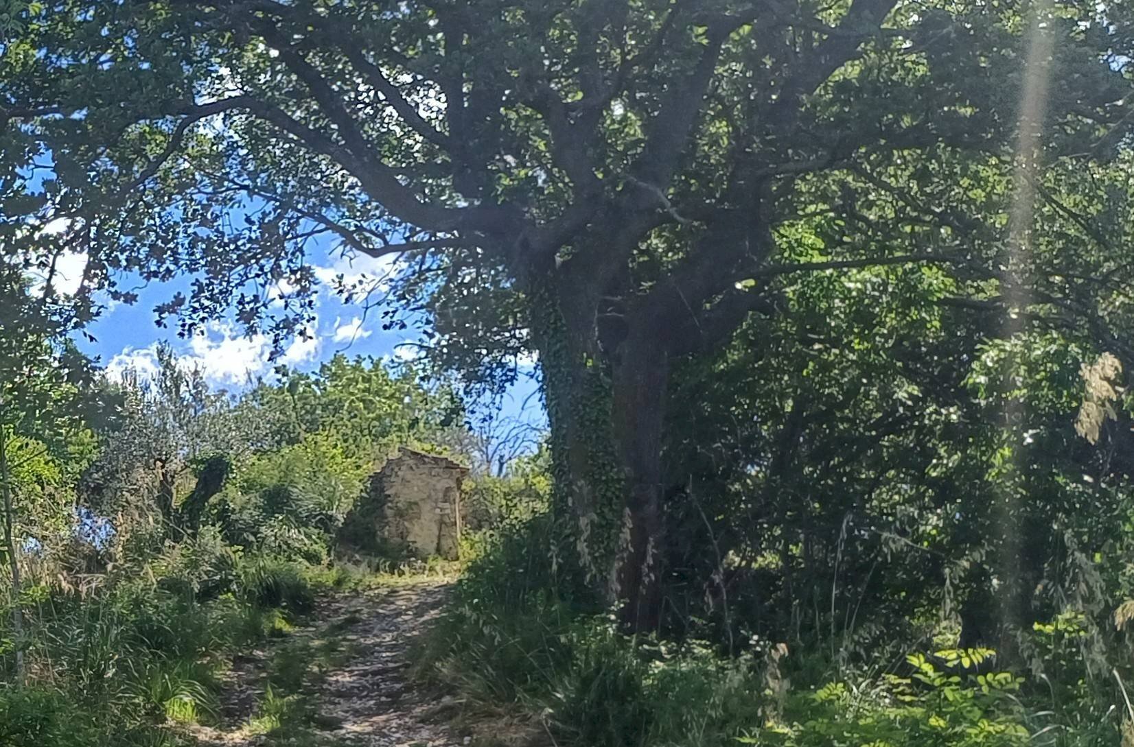 Foto 1 - Rustico contrada Piana Santi, Massignano - foto 1