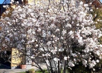 Semi-detached Villa Cervasca - photo 1