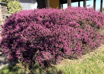 Giardino - Villa Via Lizzano
303, Cesena - photo 21