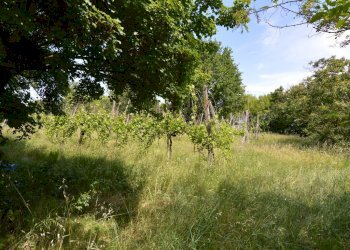 Rustic Dozza - photo 32