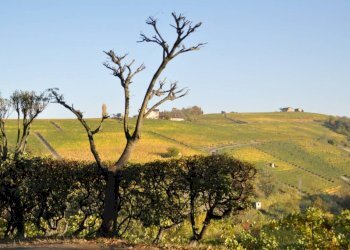 Villa Barolo - photo 8