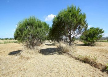 Terreno - Terreno edificabile strada Vicinale Tammali, Parabita - foto 11