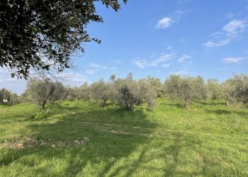 IMG_3898 - Terreno agricolo Strada Provinciale dei Tre Comuni, Casale Marittimo - foto 9