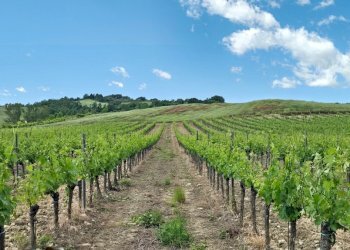vigneti (4) - Azienda agricola Vocabolo Acquaviva 102, Allerona - foto 9