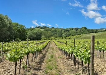 vigneti (2) - Azienda agricola Vocabolo Acquaviva 102, Allerona - foto 27