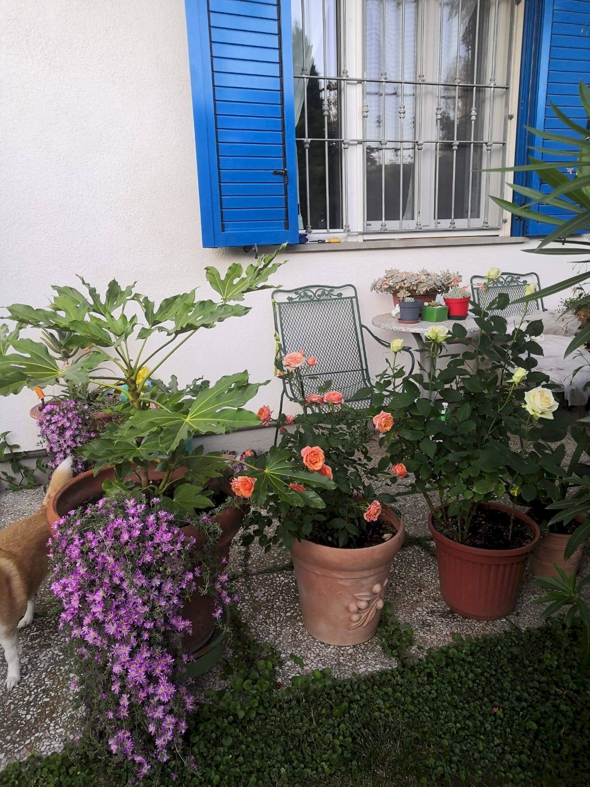 Foto 2 - Casa semi indipendente viale Parini, Ravenna - foto 2