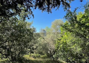 uliveto - Agricultural land Via delle More 8, Livorno - photo 16