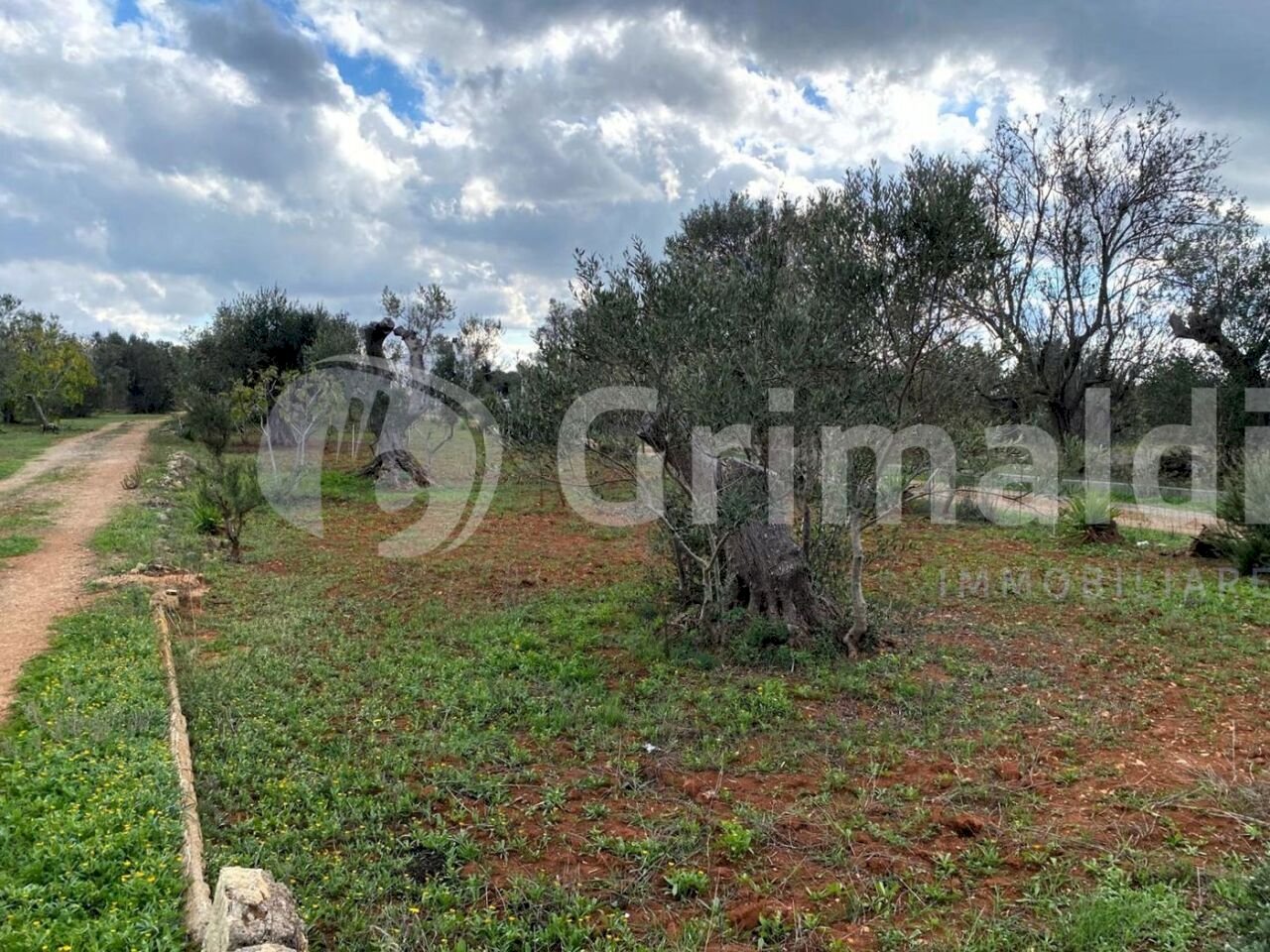 IMG-20251107-WA0008_risultato.jpg - Terreno edificabile località cimino 0, Sannicola - foto 2
