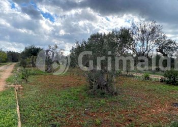 IMG-20251107-WA0010_risultato.jpg - Terreno edificabile località cimino 0, Sannicola - foto 4