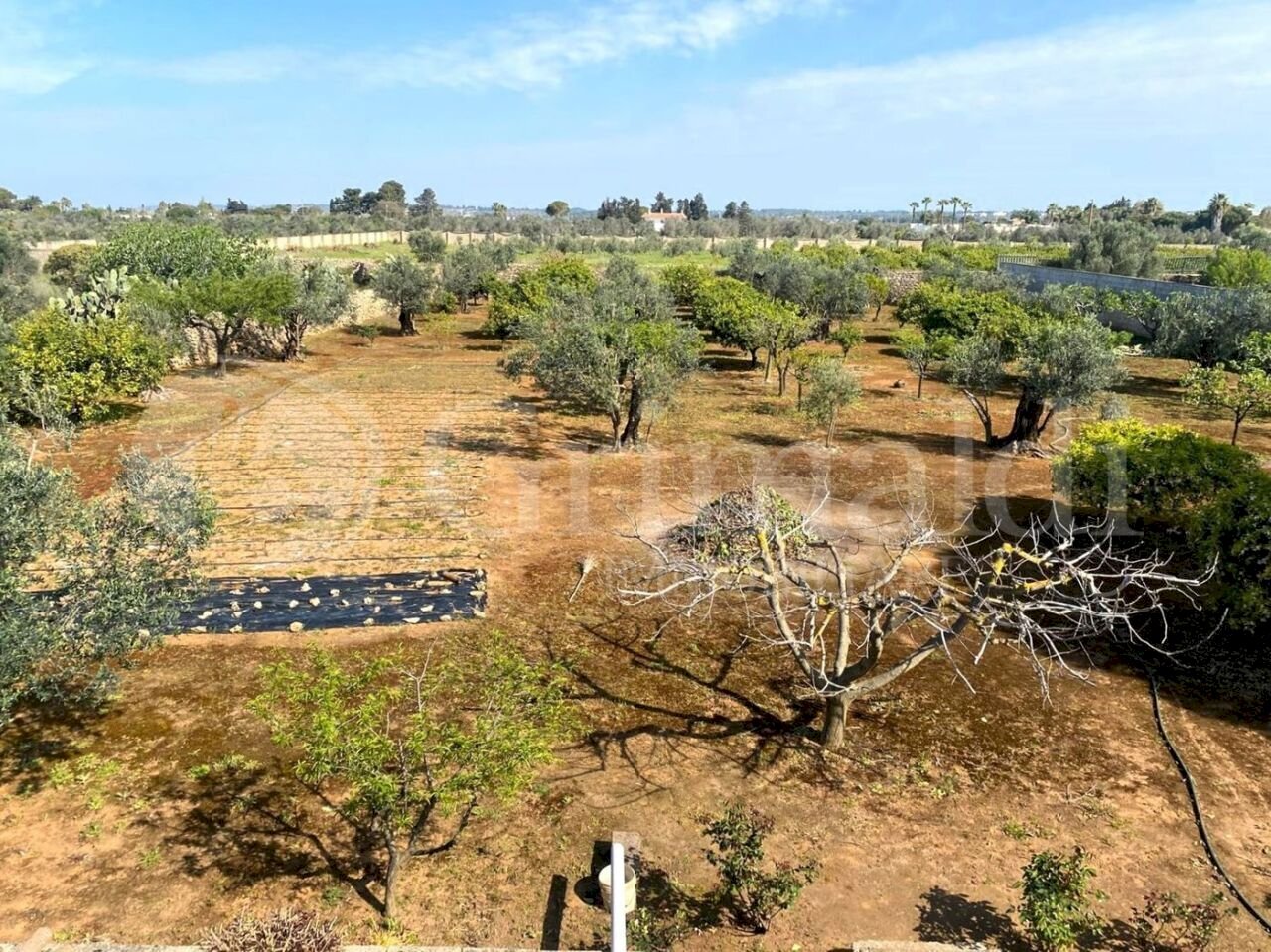 IMG-20250414-WA0012_risultato.jpg - Villa strada provinciale 361 0, Gallipoli - foto 2