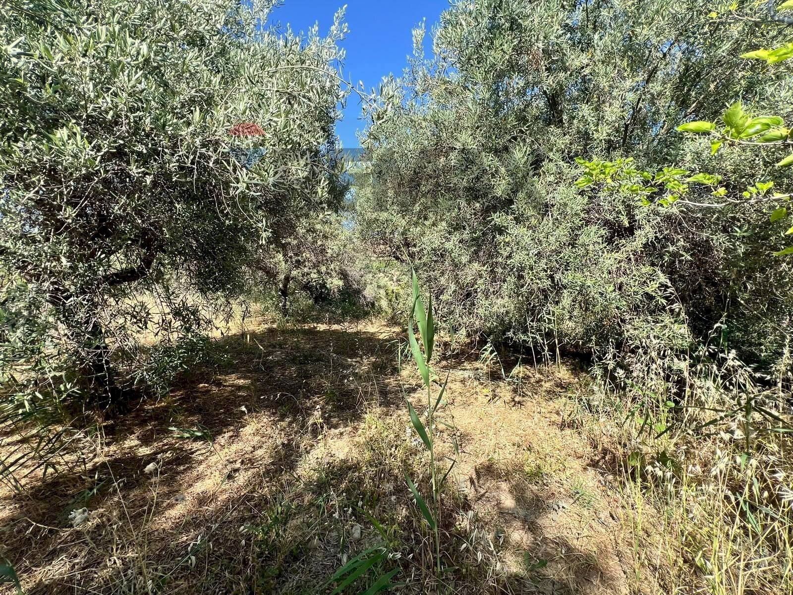 Giardino - Terreno agricolo viale carmine caruso
153, Motta Sant'Anastasia - foto 3