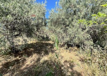 Giardino - Terreno agricolo viale carmine caruso
153, Motta Sant'Anastasia - foto 3