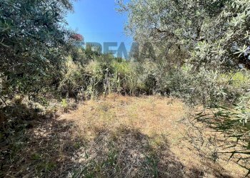 Giardino - Terreno agricolo viale carmine caruso
153, Motta Sant'Anastasia - foto 4