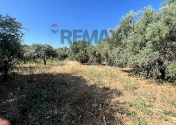 Giardino - Terreno agricolo viale carmine caruso
153, Motta Sant'Anastasia - foto 6