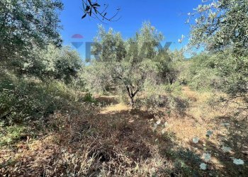 Giardino - Terreno agricolo viale carmine caruso
153, Motta Sant'Anastasia - foto 8