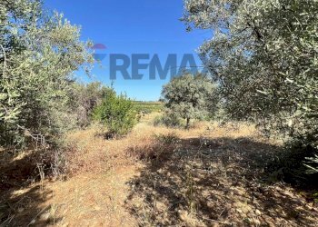 Giardino - Terreno agricolo viale carmine caruso
153, Motta Sant'Anastasia - foto 10