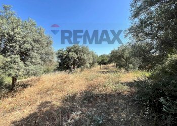 Giardino - Terreno agricolo viale carmine caruso
153, Motta Sant'Anastasia - foto 11