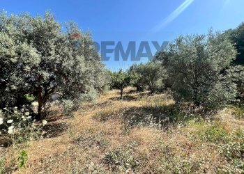 Giardino - Terreno agricolo viale carmine caruso
153, Motta Sant'Anastasia - foto 13
