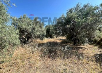 Giardino - Terreno agricolo viale carmine caruso
153, Motta Sant'Anastasia - foto 14