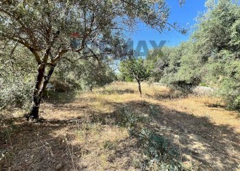 Giardino - Terreno agricolo viale carmine caruso
153, Motta Sant'Anastasia - foto 17
