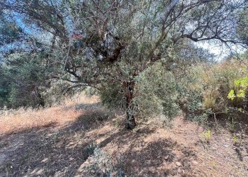 Giardino - Terreno agricolo viale carmine caruso
153, Motta Sant'Anastasia - foto 18