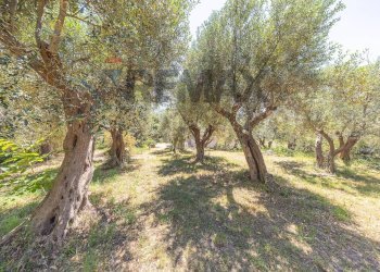 Giardino - Villa Via Fontana Candida
 
21, Monte Porzio Catone - foto 50