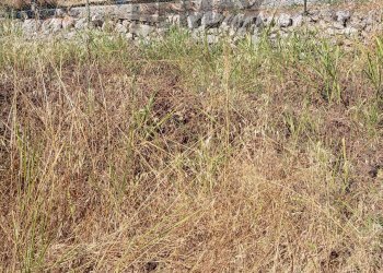 Giardino - Terreno edificabile CONTRADA CARANCINO
6, Siracusa - foto 4