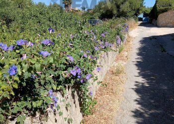 Giardino - Terreno edificabile CONTRADA CARANCINO
6, Siracusa - foto 5