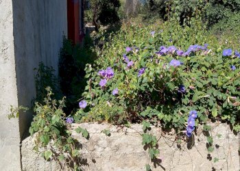 Giardino - Terreno edificabile CONTRADA CARANCINO
6, Siracusa - foto 7