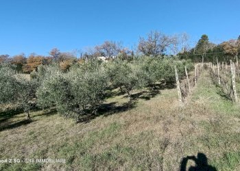 Foto 3 - Terreno agricolo Contrada Montalbano, Macerata - foto 3